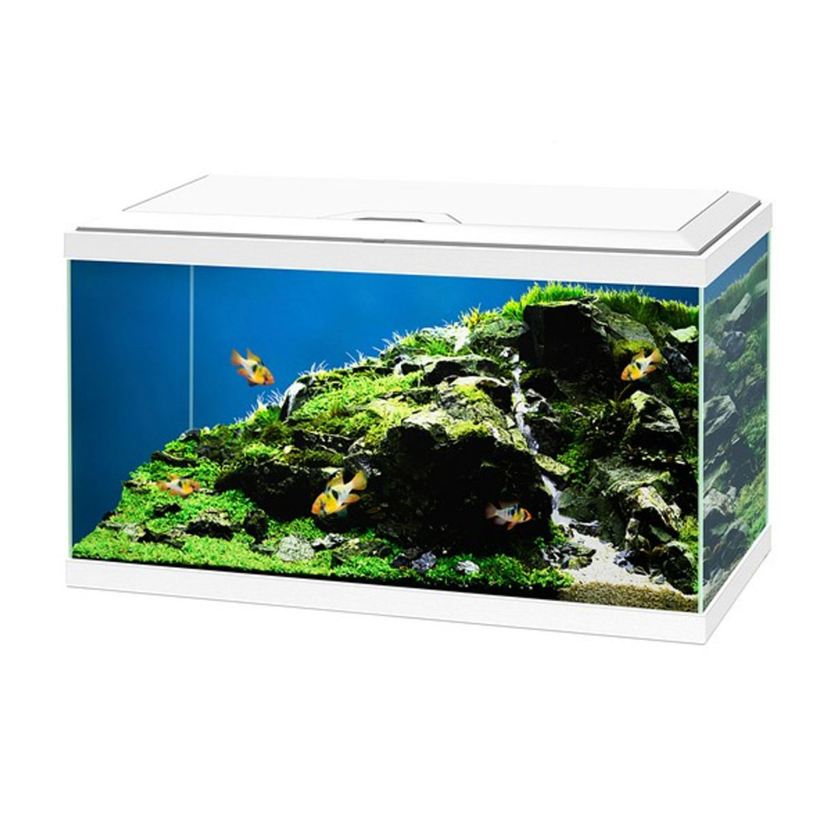 Ciano 60 Plus LED Aquarium - White