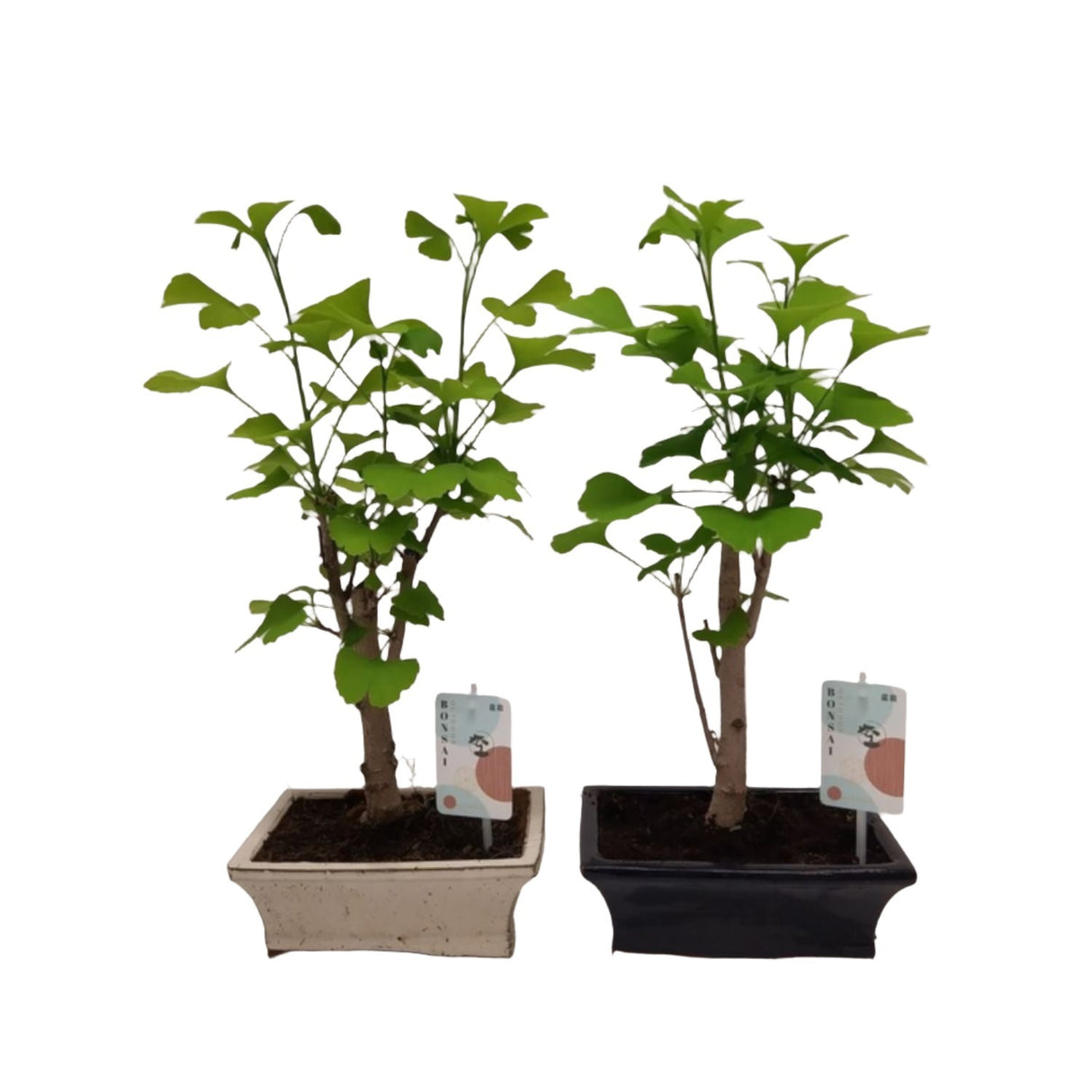 Ginkgo Biloba Outdoor Bonsai 20cm Pot