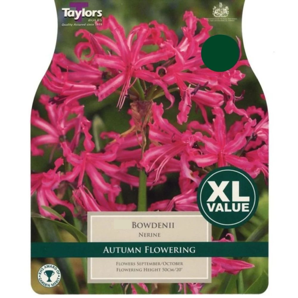 Taylors Nerine Bowdenii Autumn Flowering Bulbs