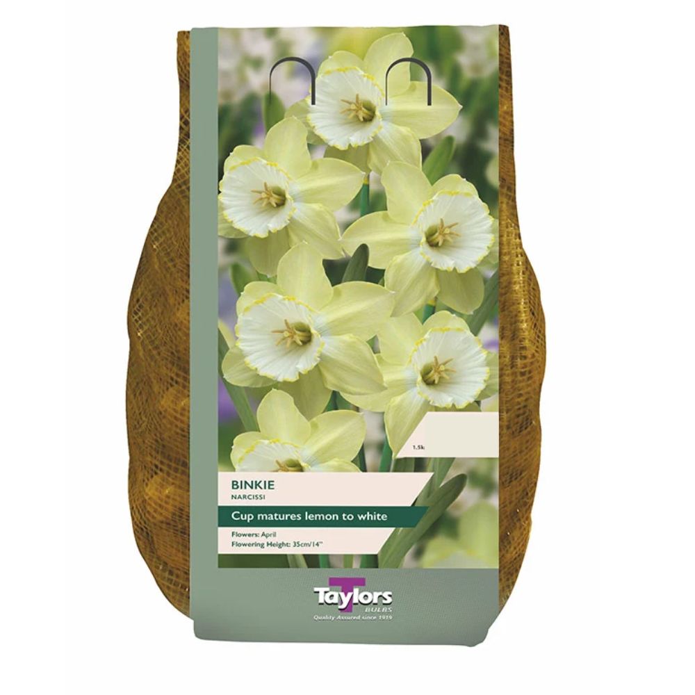 Taylors 2kg Narcissus Binkie Carri-pack Spring Flowering Bulbs - 2 FOR £16