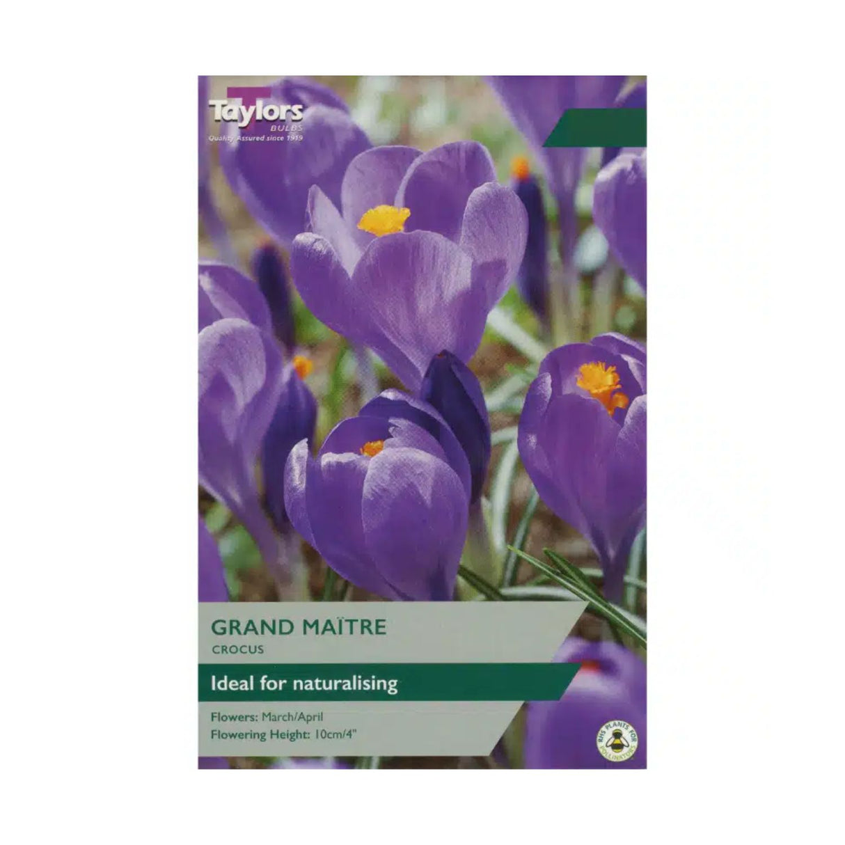 Taylors 10 Blue Crocus Bulbs