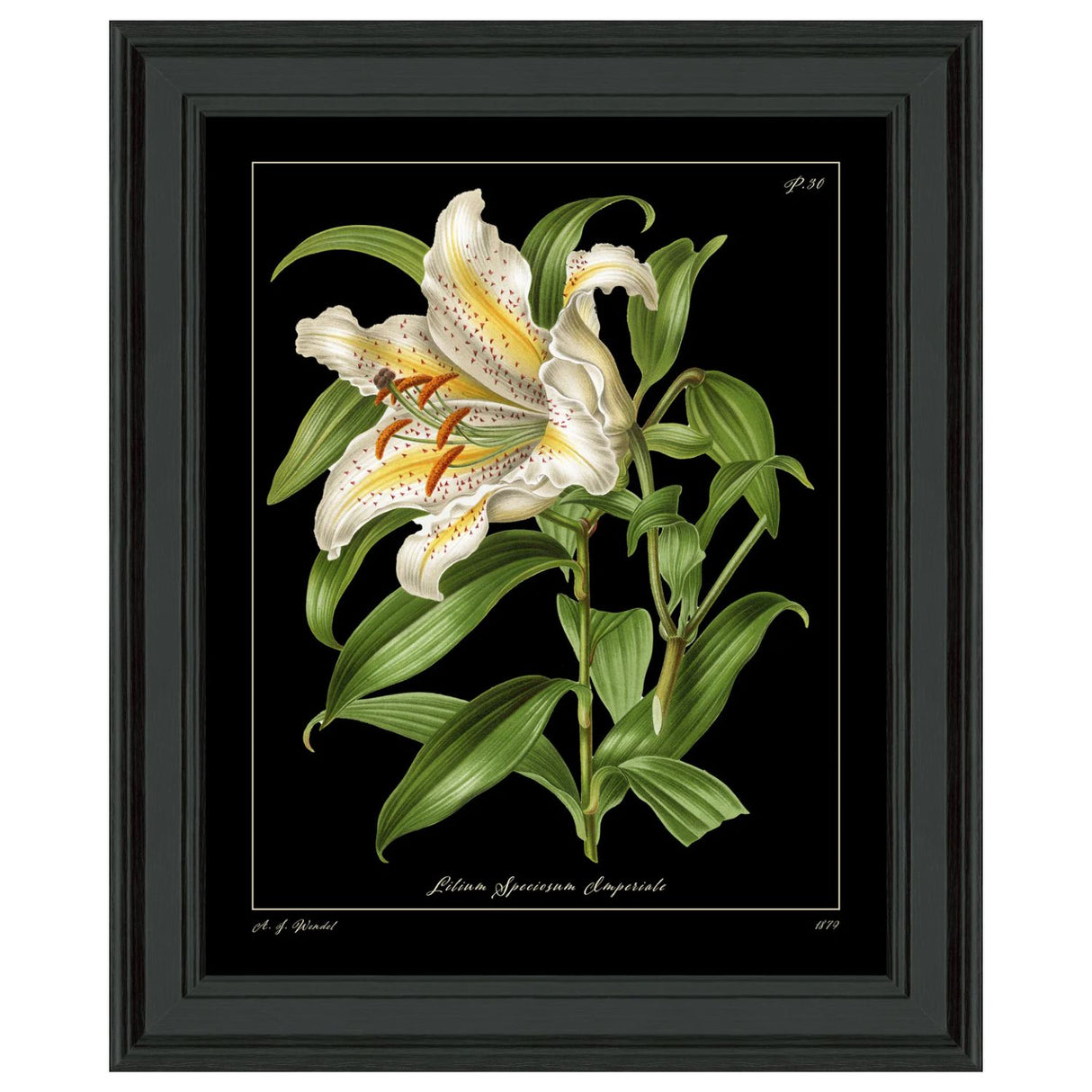 Artko 59cm 'Lily'  Frame Printed By Botanical