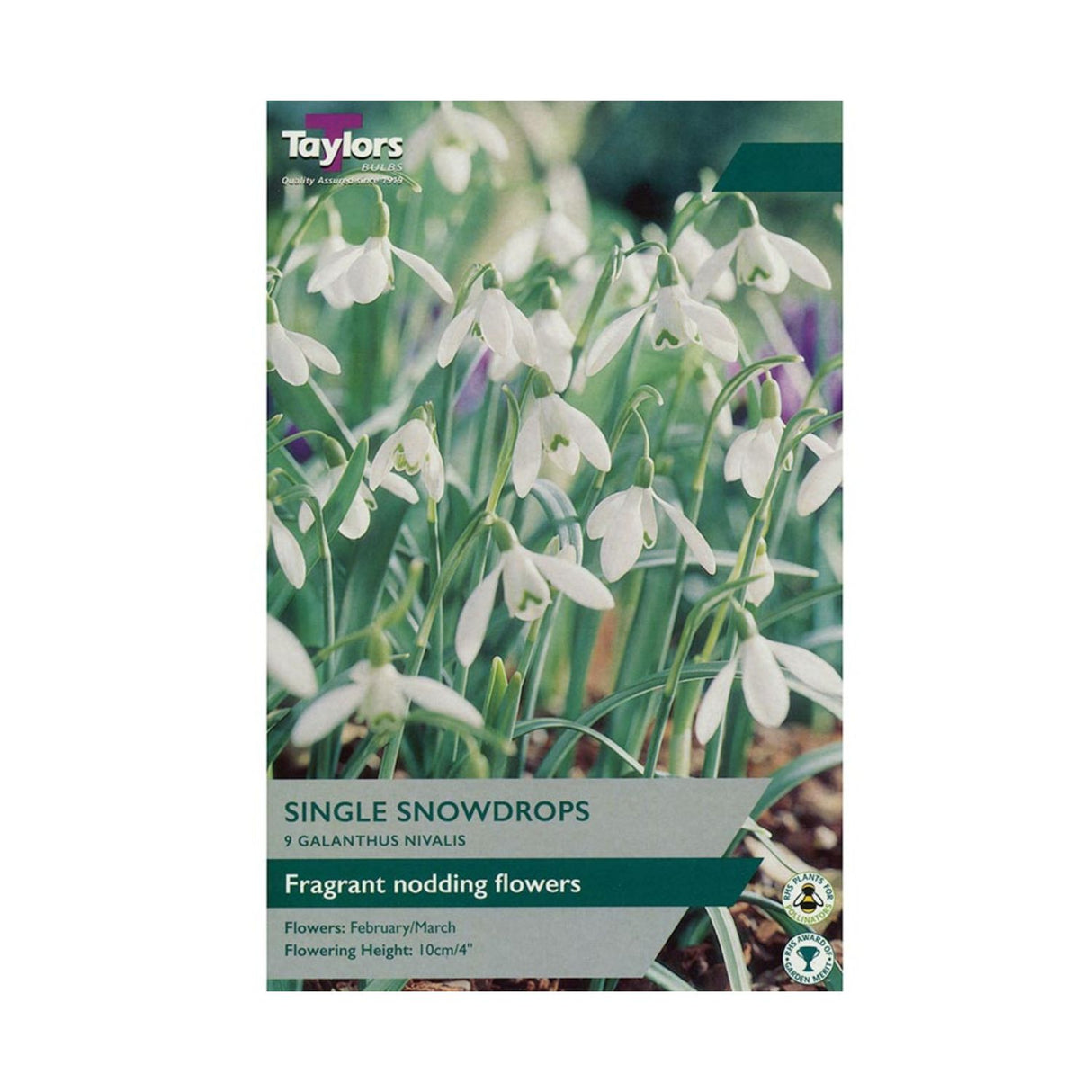Taylors 9 Single Snowdrops Galanthus Nivalis Bulbs