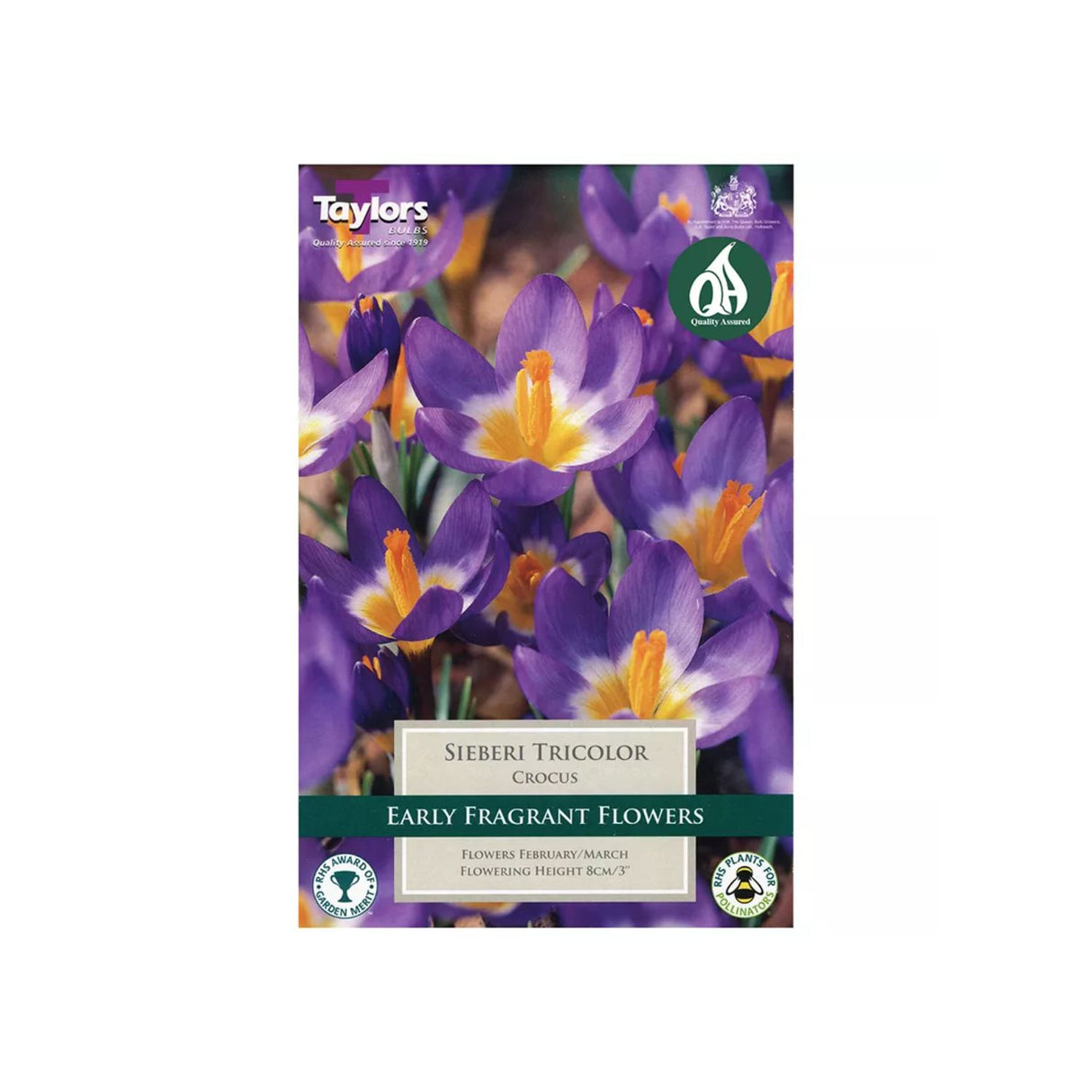 Taylors 10 Sieberi Tricolour Crocus Bulbs