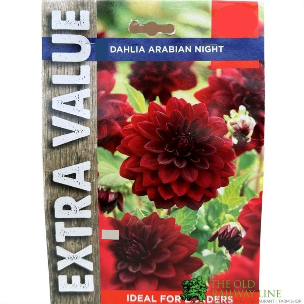Taylors 2 Dahlia 'Arabian Night' Tubers