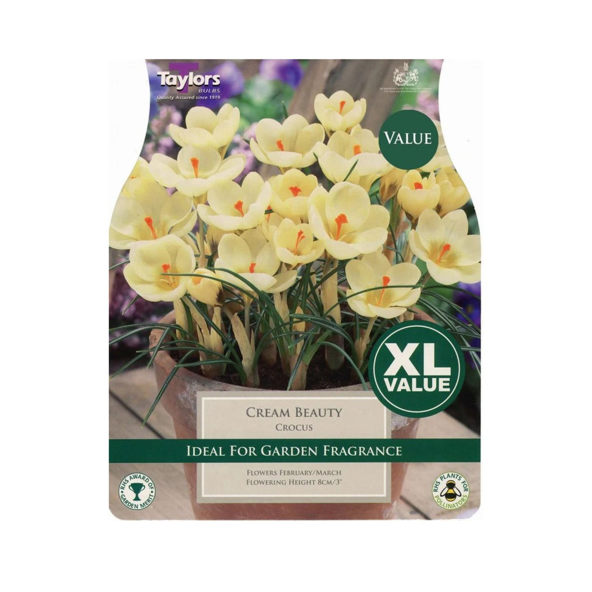 Taylors 25 Cream Beauty Crocus Bulbs