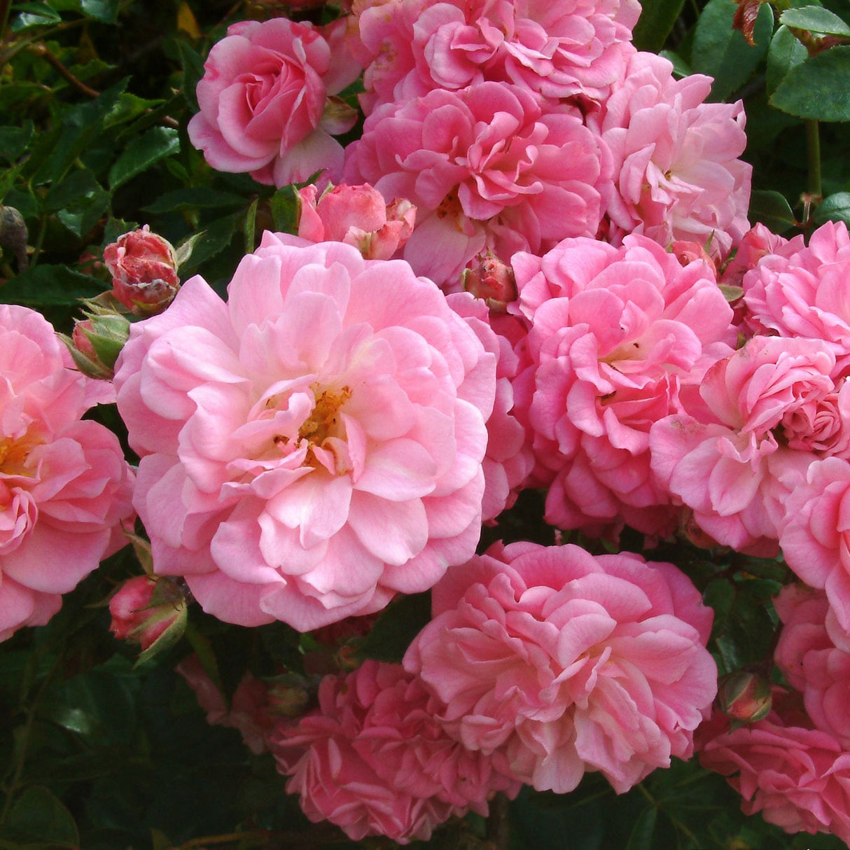 Whartons 'Rural England Pink' Climbing Rose 4Ltr Pot