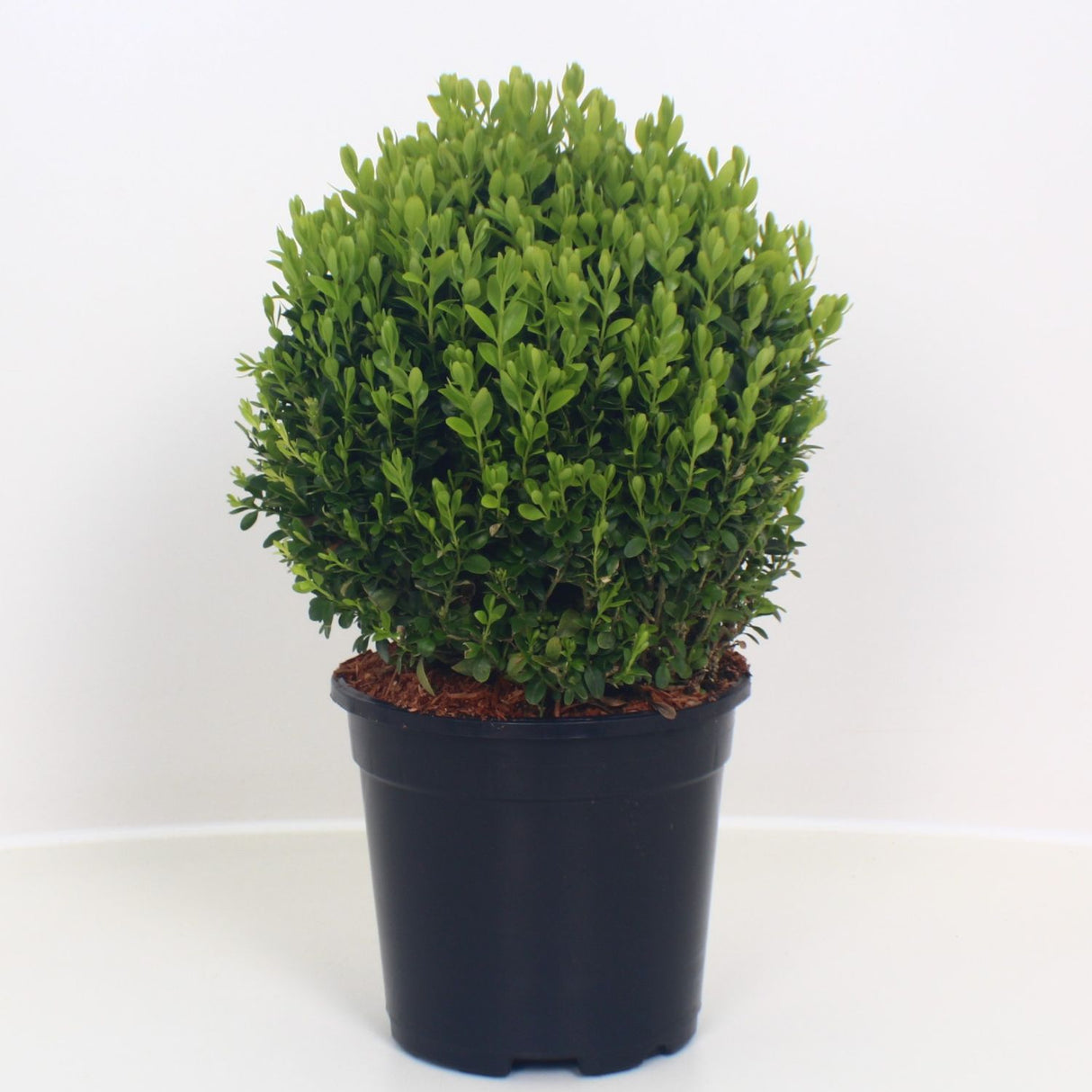 Buxus Sempervirens Ball 2Ltr Pot