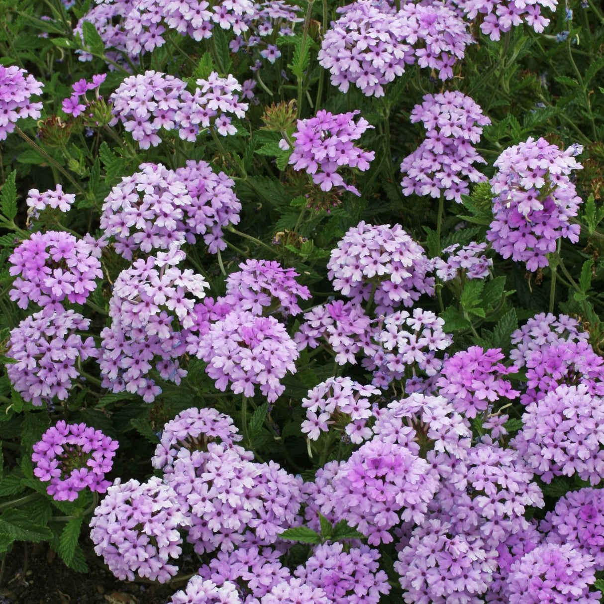 Verbena 'Lavender' 9cm Pot