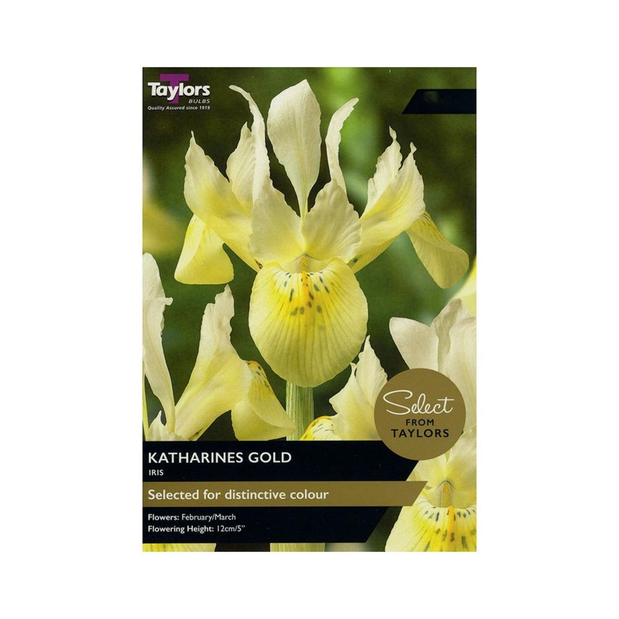Taylors Select 10 Katharines Gold Iris Bulbs