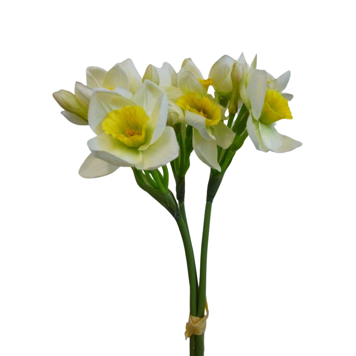CB Imports 42cm Cream Narcissus Bundle