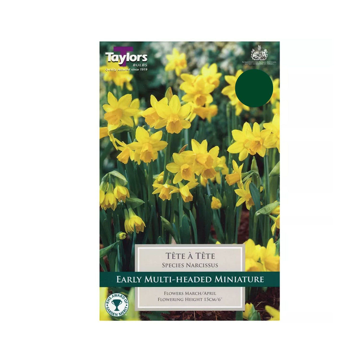 Taylors 18 Tete a Tete Narcissus Daffodil Bulbs