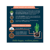 Westland 4L Cacti & Succulent Potting Mix Peat Free Compost