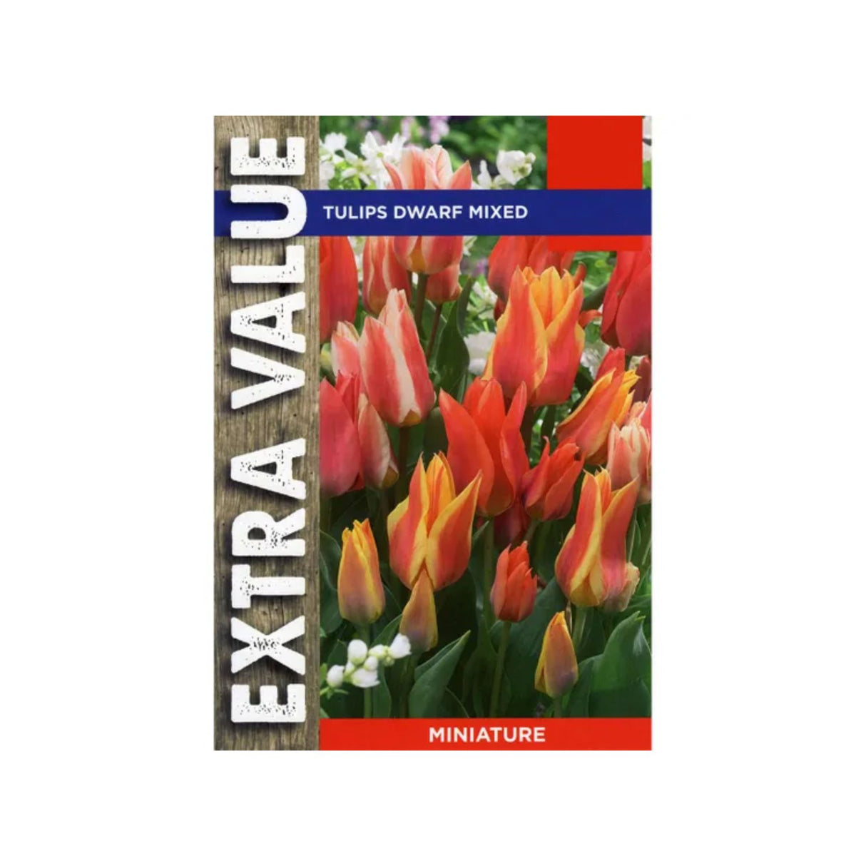 Taylors 15 Dwarf Mixed Tulip Bulbs