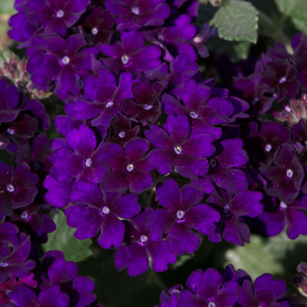 Verbena Showboat Midnight Bedding Plug Plant