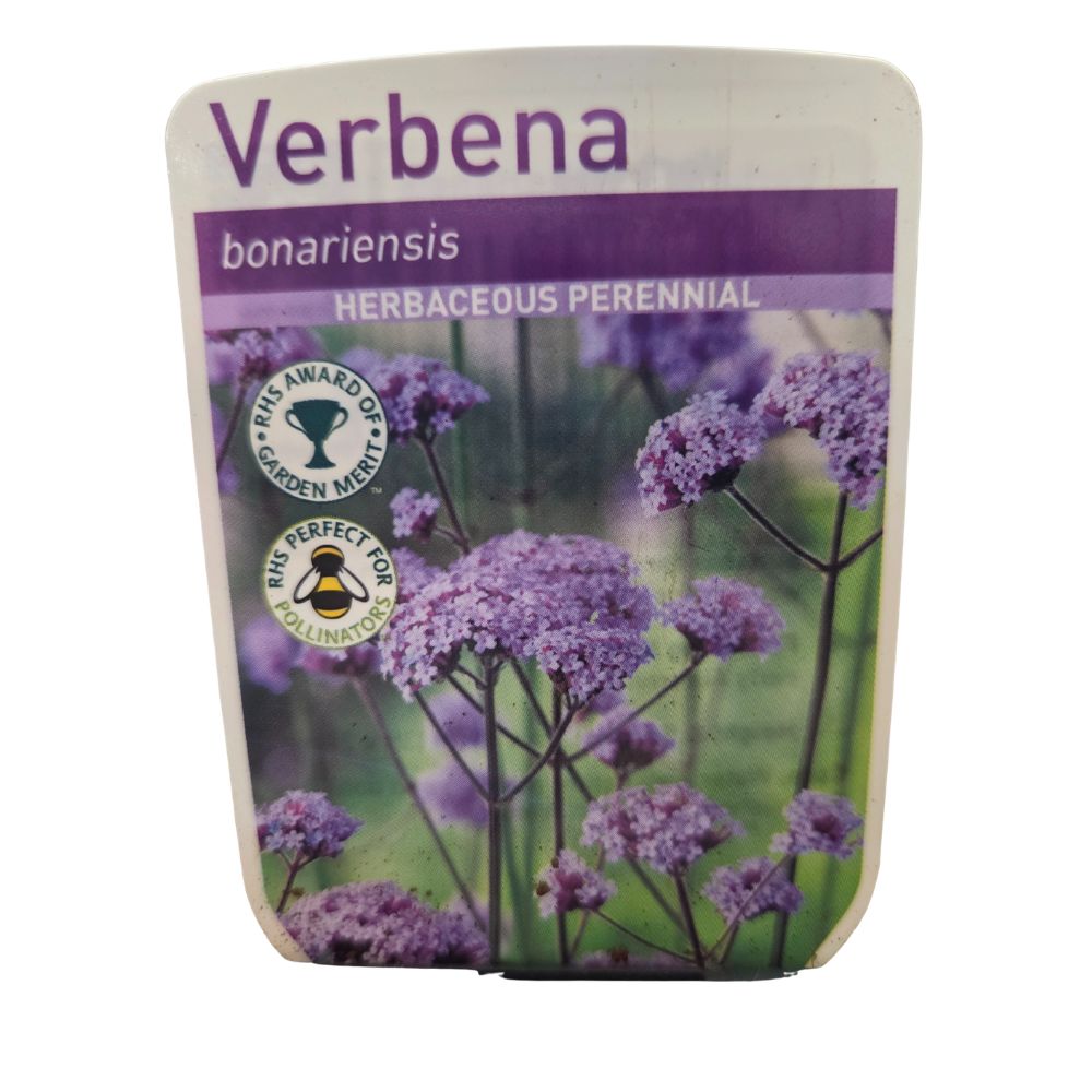 Verbena bonariensis Purpletop Plant - 1Ltr Pot