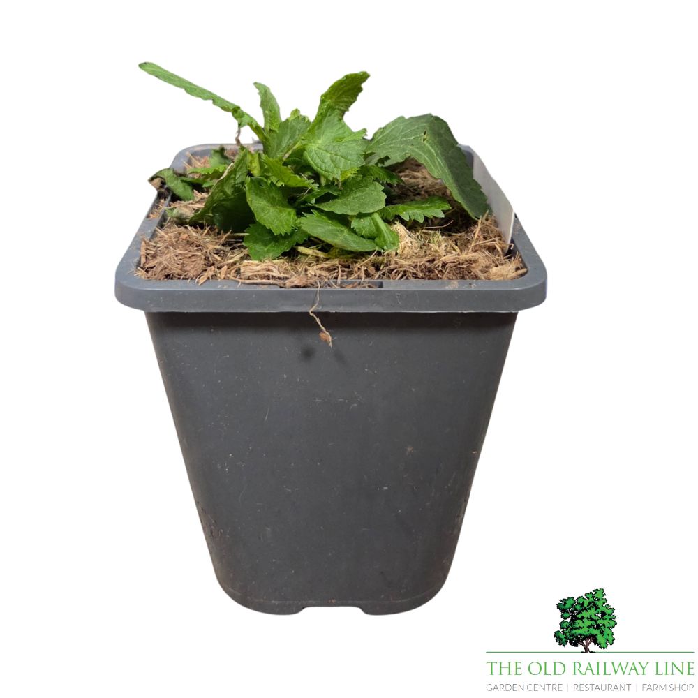 Verbena bonariensis Purpletop Plant - 1Ltr Pot
