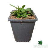 Verbena bonariensis Purpletop Plant - 1Ltr Pot