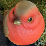 Vivid Arts 22cm Traditional Robin - GPB-ROBIN-D