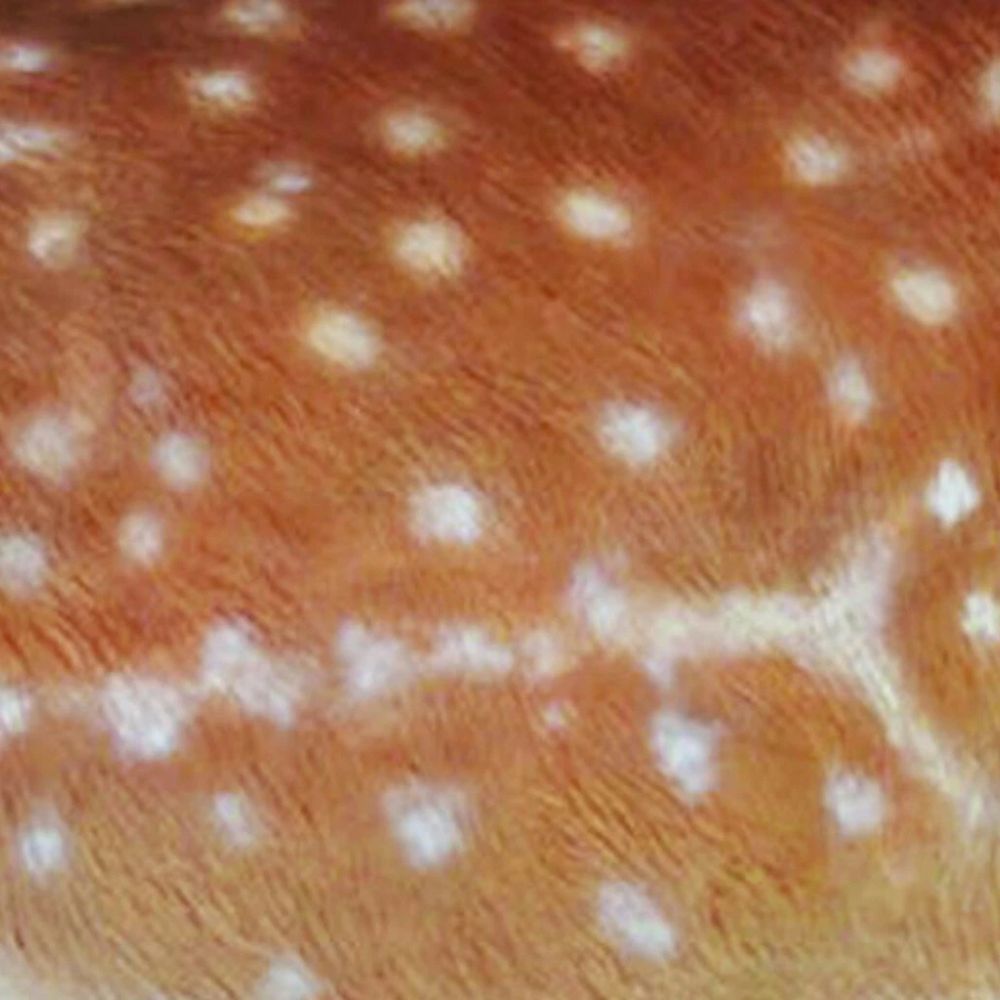 Vivid Arts 81cm Fallow Deer - XRL-DEER-A