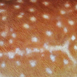 Vivid Arts 81cm Fallow Deer - XRL-DEER-A