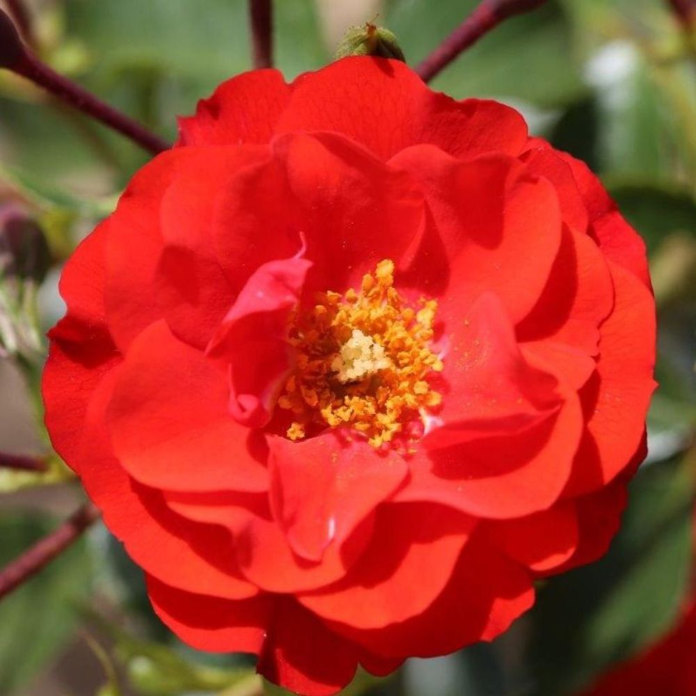 Whartons 'Grandpas Rose' Red Floribunda Bush Rose 3Ltr Pot