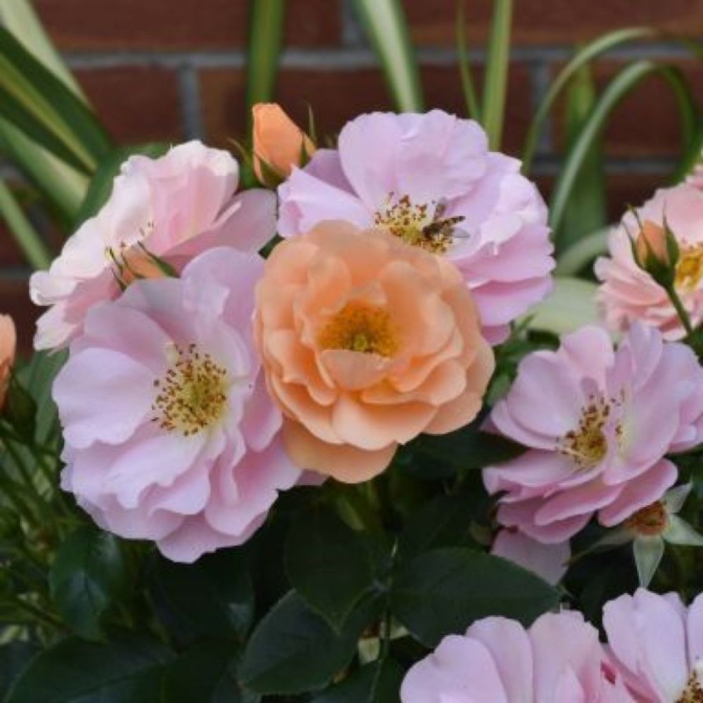 Whartons 'Loyal Companion' Pink Bush Rose - 7.5Ltr Pot