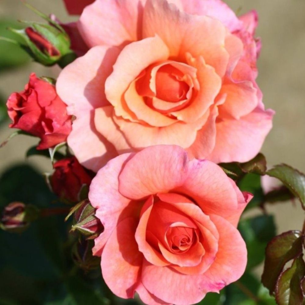Whartons 'Summer Beauty' Peach Standard Rose Plant 7.5Ltr Pot