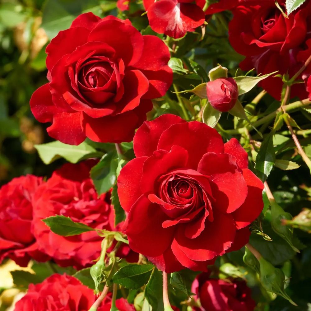 Whartons 'Grand Award Courtyard' Climbing Rose Plant 3Ltr Pot