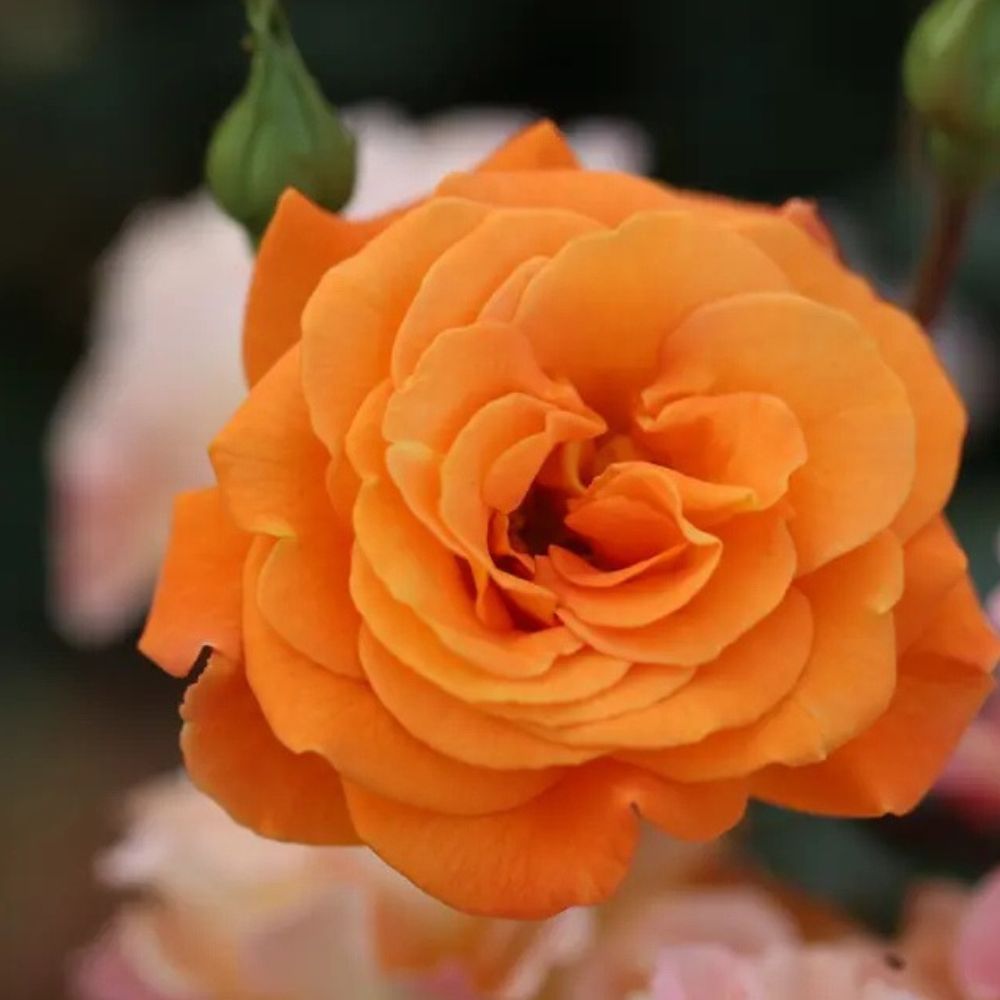 Whartons 'Precious Amber' Orange Standard Rose Plant 7.5Ltr Pot