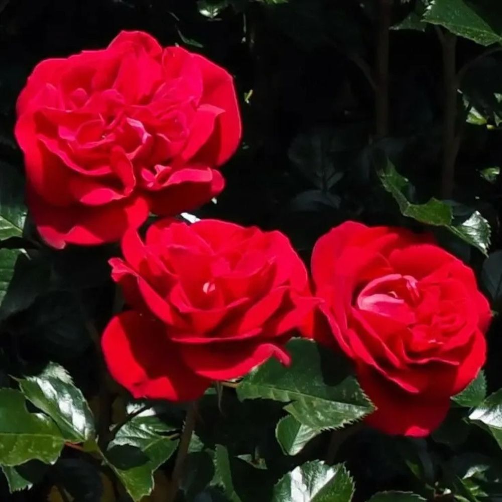 Whartons ' Ruby Wedding Day' Bush Rose Plant 3Ltr Pot