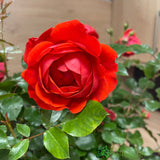Whartons 'Trumpeter' Red Standard Rose Plant 7.5Ltr Pot
