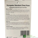 Whartons 'Trumpeter' Red Standard Rose Plant 7.5Ltr Pot