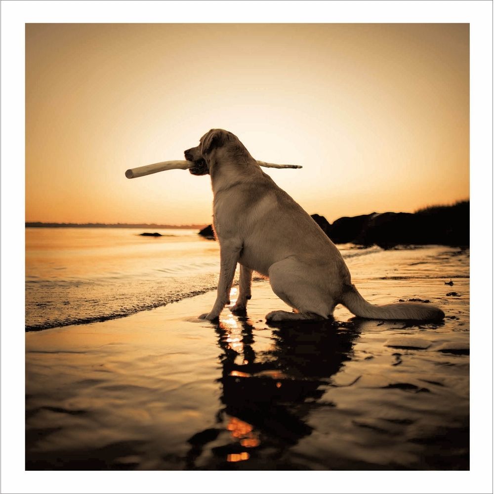 Woodmansterne Beach Labrador Blank Card