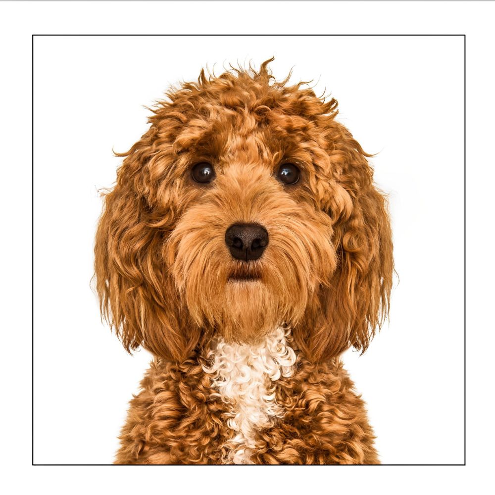 Woodmansterne Cockerpoo Art Blank Card