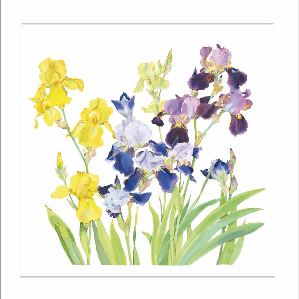 Woodmansterne Colourful Irises Blank Card