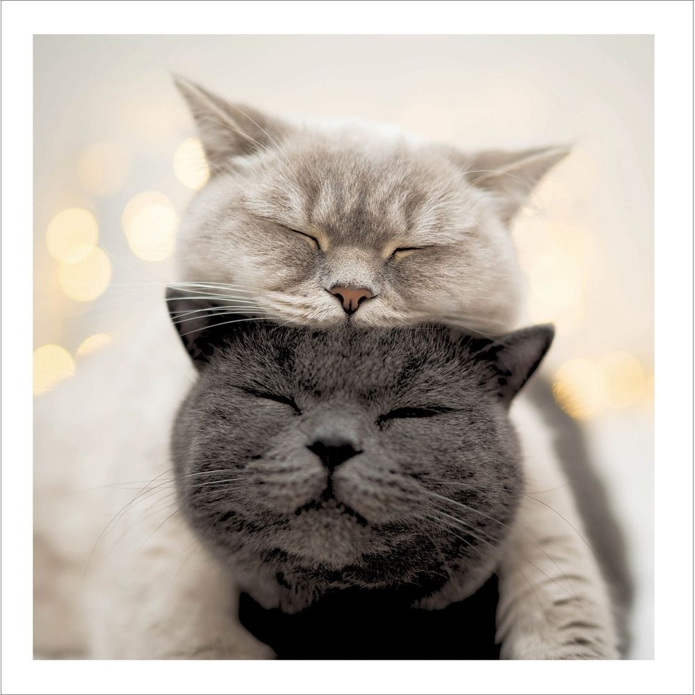 Woodmansterne Daydreaming Cats Blank Card