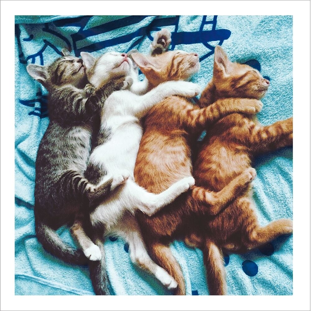 Woodmansterne Dreamland Cuddling Cats Blank Card