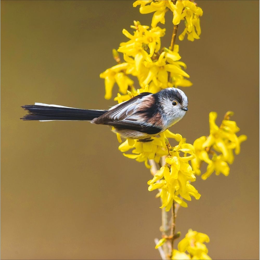 Woodmansterne Long-Tailed Tit Photo Blank Card