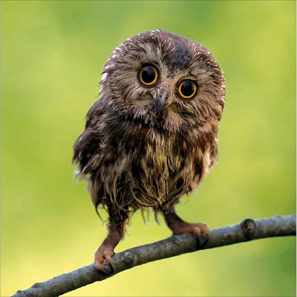 Woodmansterne Northern Saw-Whet Owl Blank Card