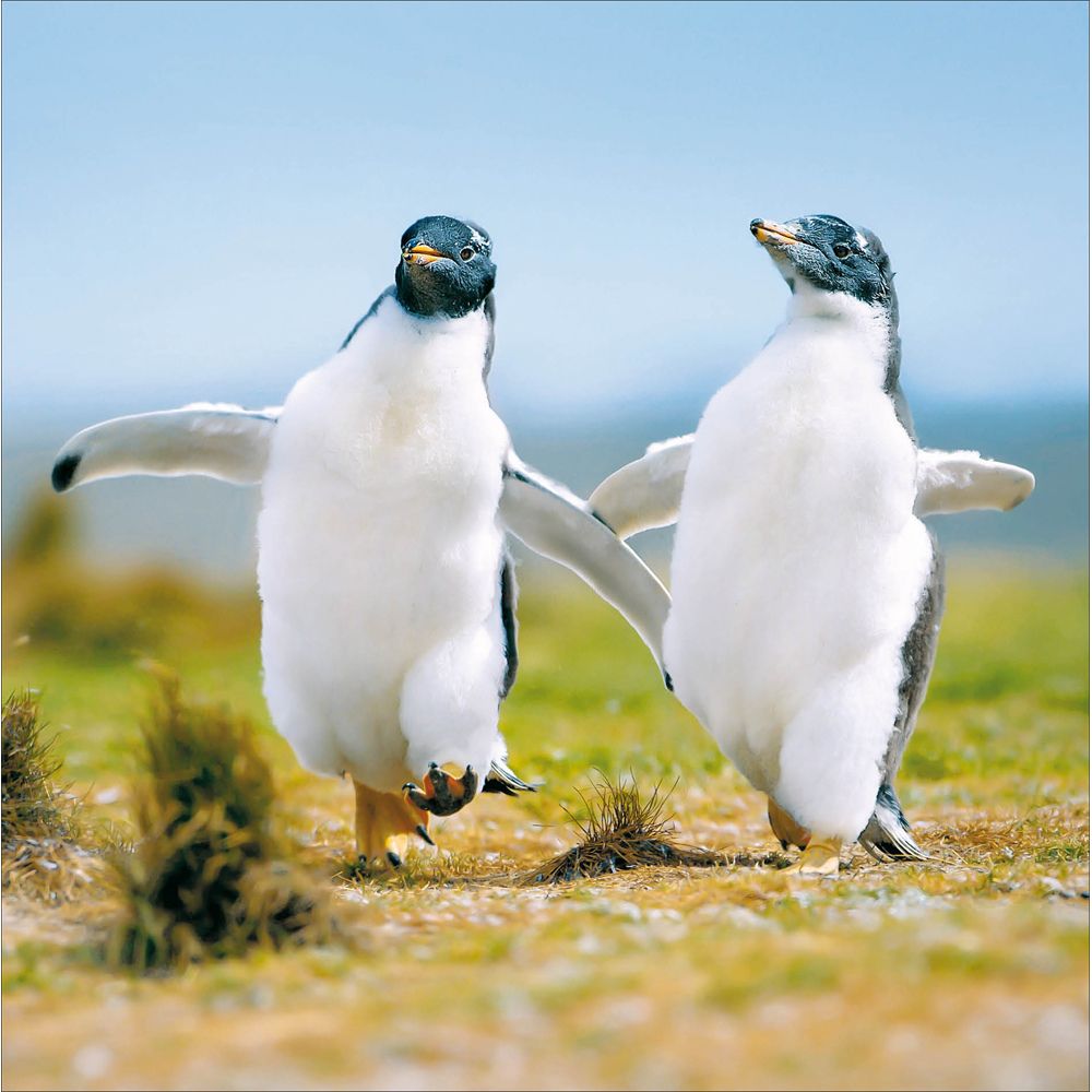 Woodmansterne Penguins Afternoon Stroll Blank Card