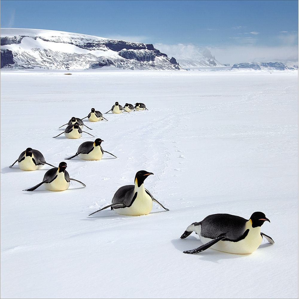 Woodmansterne Penguins Sliding Over the Snow Christmas Card