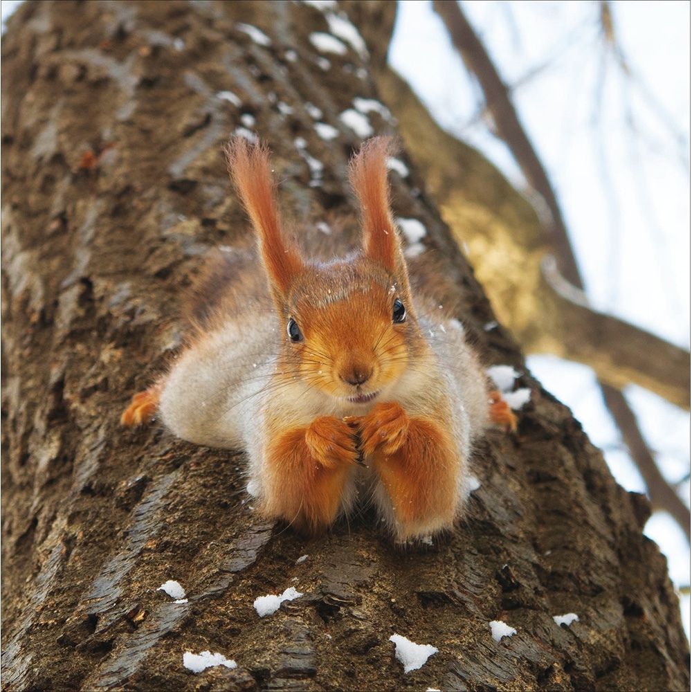Woodmansterne Squirrel Nutty by Nature Photo Blank Card