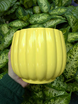 Mica Decorations Colourful Carna Round L. Pot (Choice of 4) - 1174012