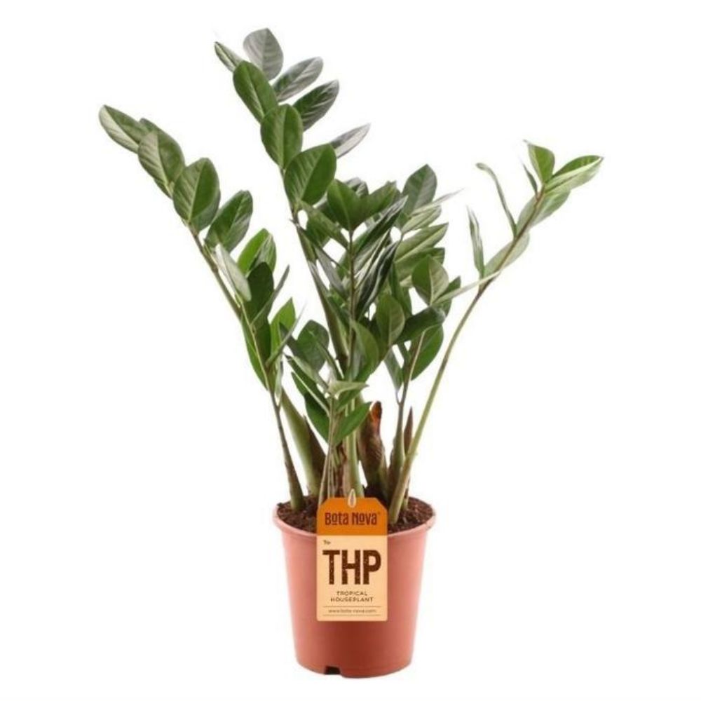 Zamioculcas Plant 15cm Pot