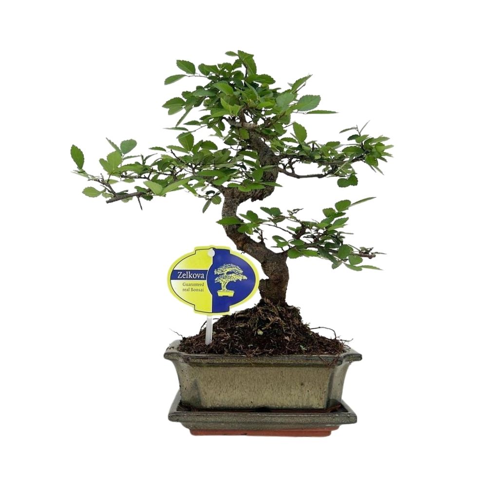 Zelkova parvifolia - Shaped Outdoor Bonsai Plant - 15cm