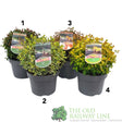Abelia x grandiflora Ball Mixed 5Ltr Pot (Choice of 4) - Old Railway Line Garden Centre