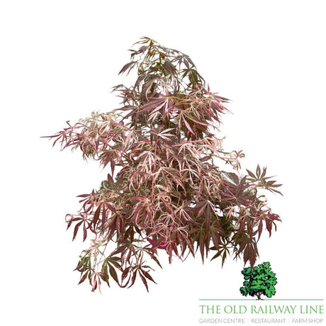 Acer 'Extravaganza' Tree - 3Ltr Pot - Old Railway Line Garden Centre