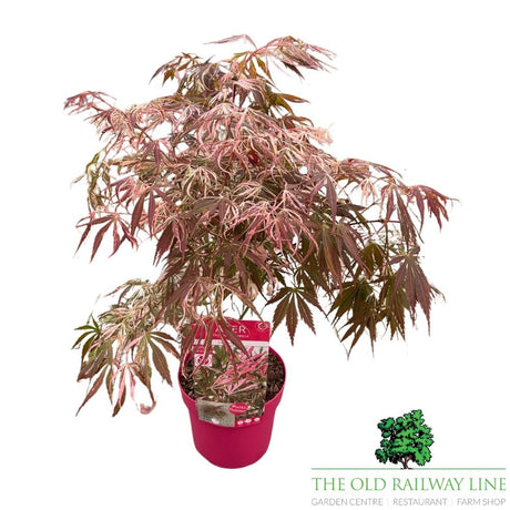 Acer 'Extravaganza' Tree - 3Ltr Pot - Old Railway Line Garden Centre