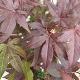 Acer Palmatum 'Atropurpureum' 10Ltr Pot - Old Railway Line Garden Centre